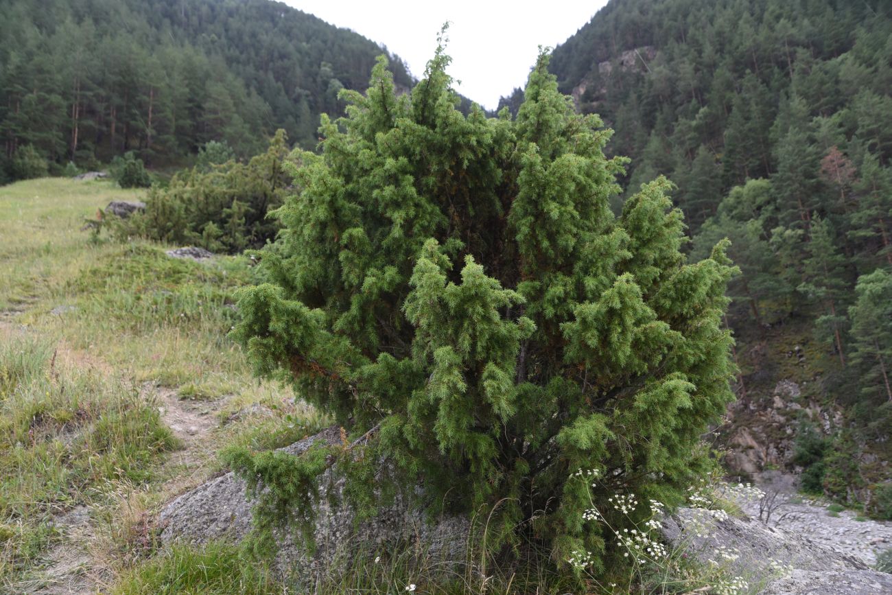 Image of Juniperus oblonga specimen.