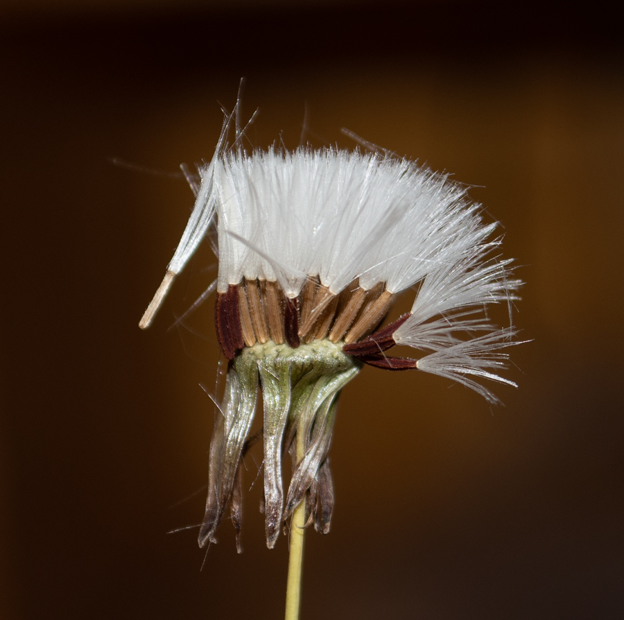 Image of Emilia coccinea specimen.