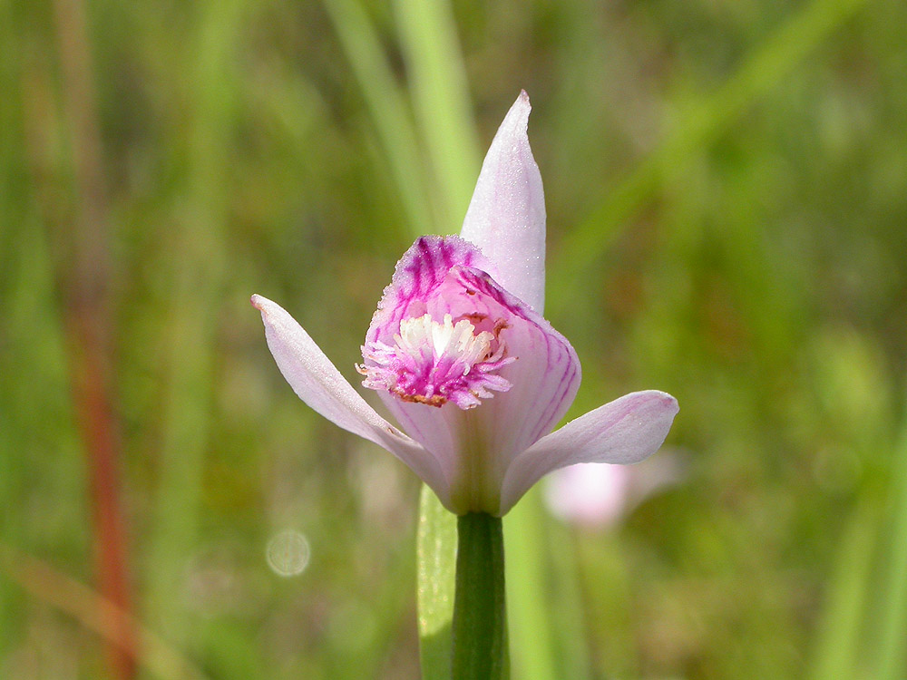 Image of Pogonia japonica specimen.