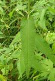 Veronica longifolia