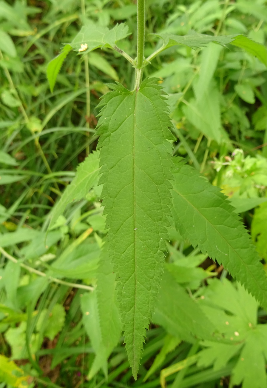 Image of Veronica longifolia specimen.