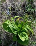 Veratrum lobelianum. Растение с развивающимися соцветиями. Хакасия, Ширинский р-н, окр. с. Ефремкино, скалы Тогыз-Аз, степной склон. 07.06.2022.