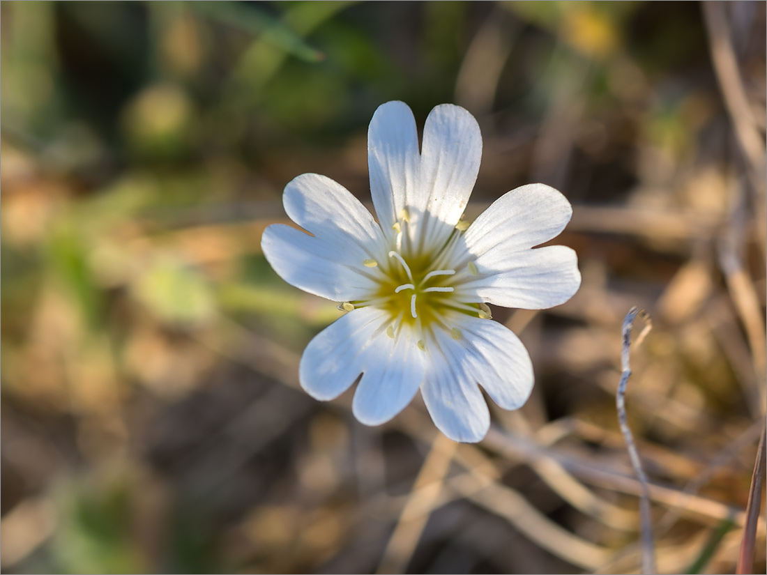 Изображение особи семейство Caryophyllaceae.