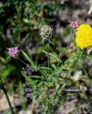 Lomelosia micrantha. Верхушка цветущего и плодоносящего растения (справа видно соцветие Achillea arabica). Армения, обл. Арагацотн, окр. с. Тегер, ≈ 1700 м н.у.м., луговой склон. 20.06.2022.