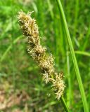 Carex vulpina. Соцветие. Ярославская обл., Мышкинский р-н, у дороги на пос. Новый Некоуз. 28.05.2009.