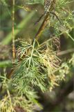 Artemisia abrotanum. Лист. Нижегородская обл., Володарский р-н, окр. пос. Дубки; берег р. Ока, высокотравный луг. 15.09.2023.