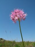 Allium caricifolium. Верхушка цветущего растения. Казахстан, Восточно-Казахстанская обл., Катон-Карагайский р-н; Западный Алтай, перевал Шириккайын, низкогорная степь на пологом мелкозёмном склоне вост. экспозиции, зарастающая гарь. 29 июня 2019 г.