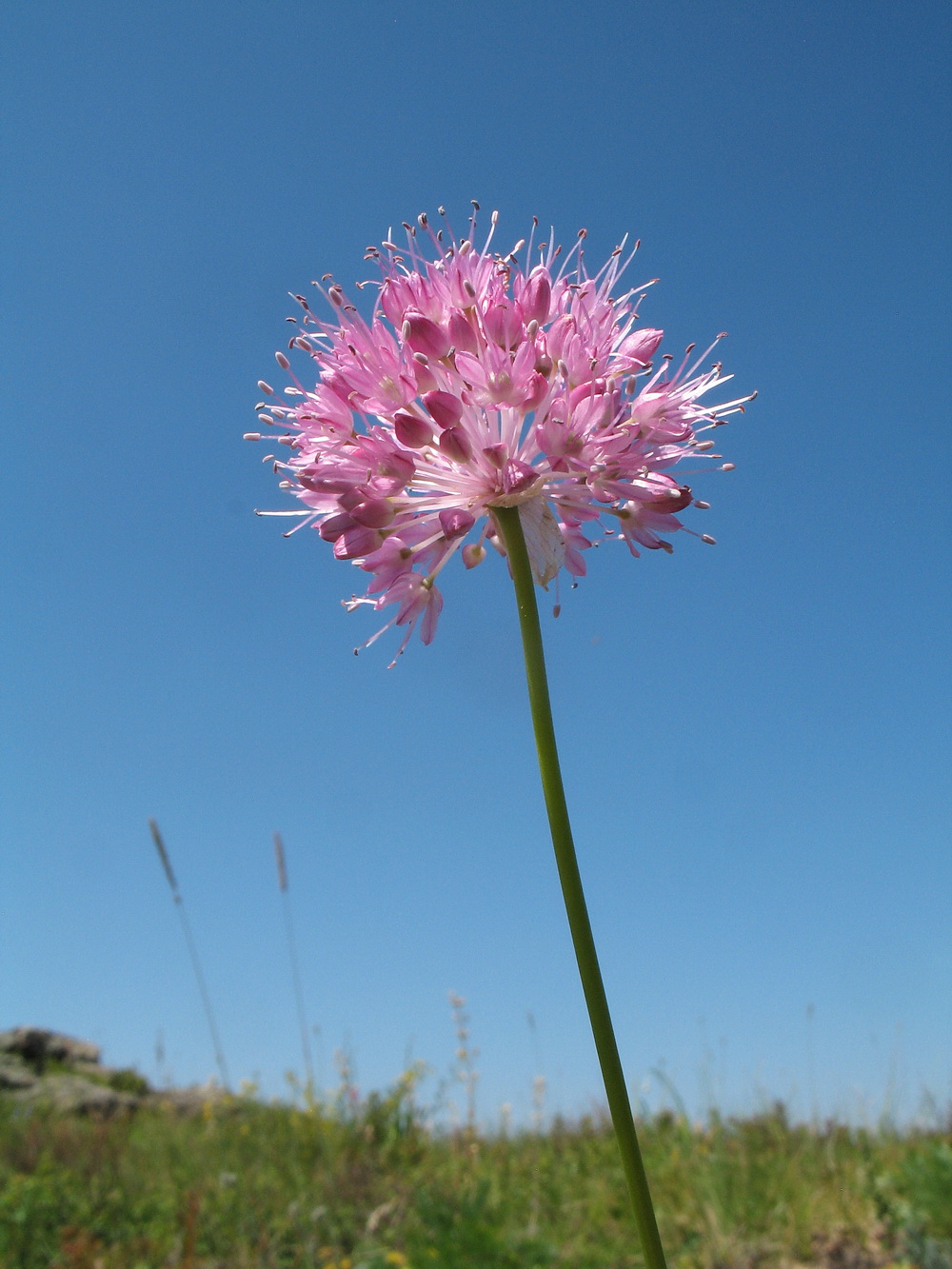 Изображение особи Allium pallasii.