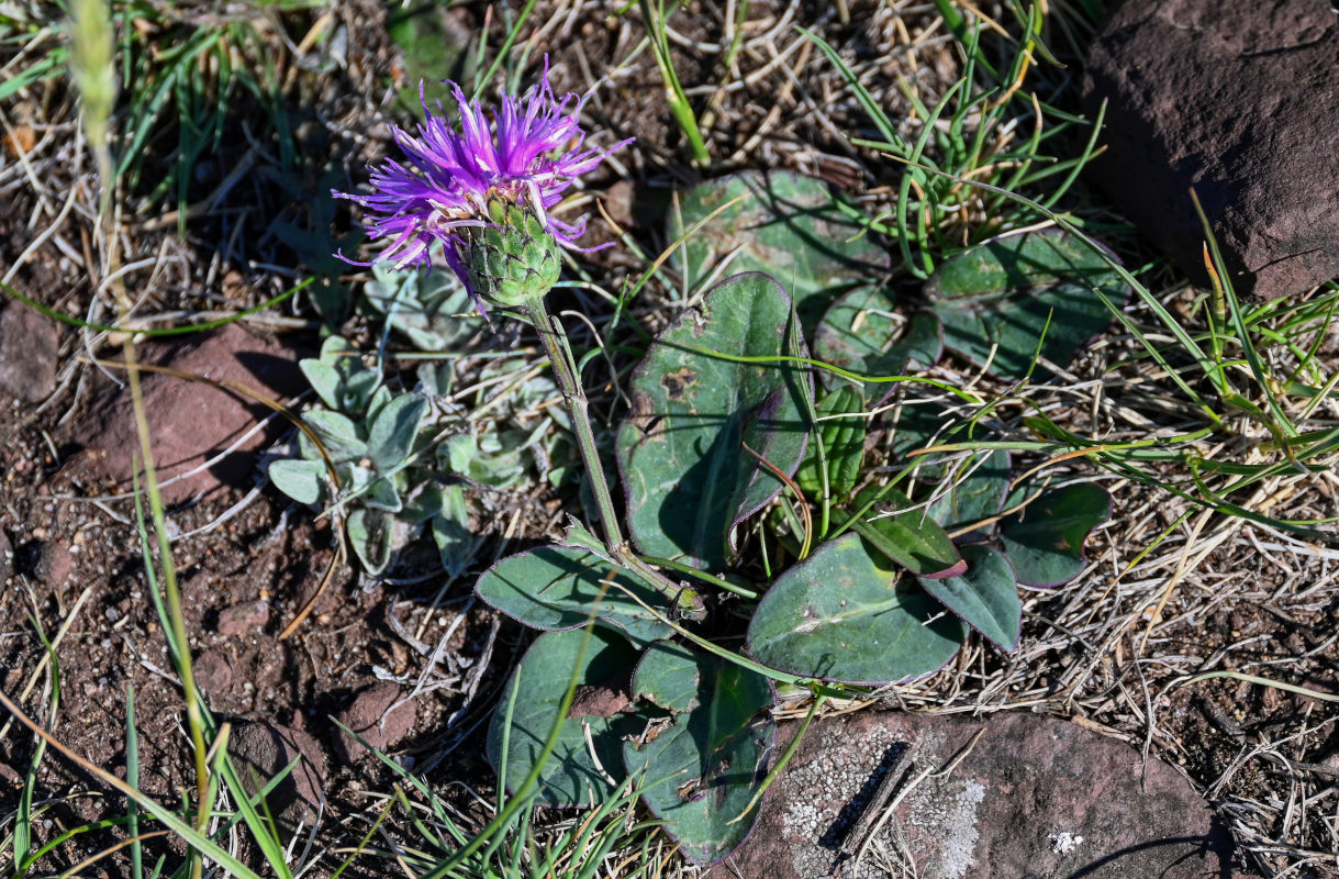 Image of Klasea marginata specimen.