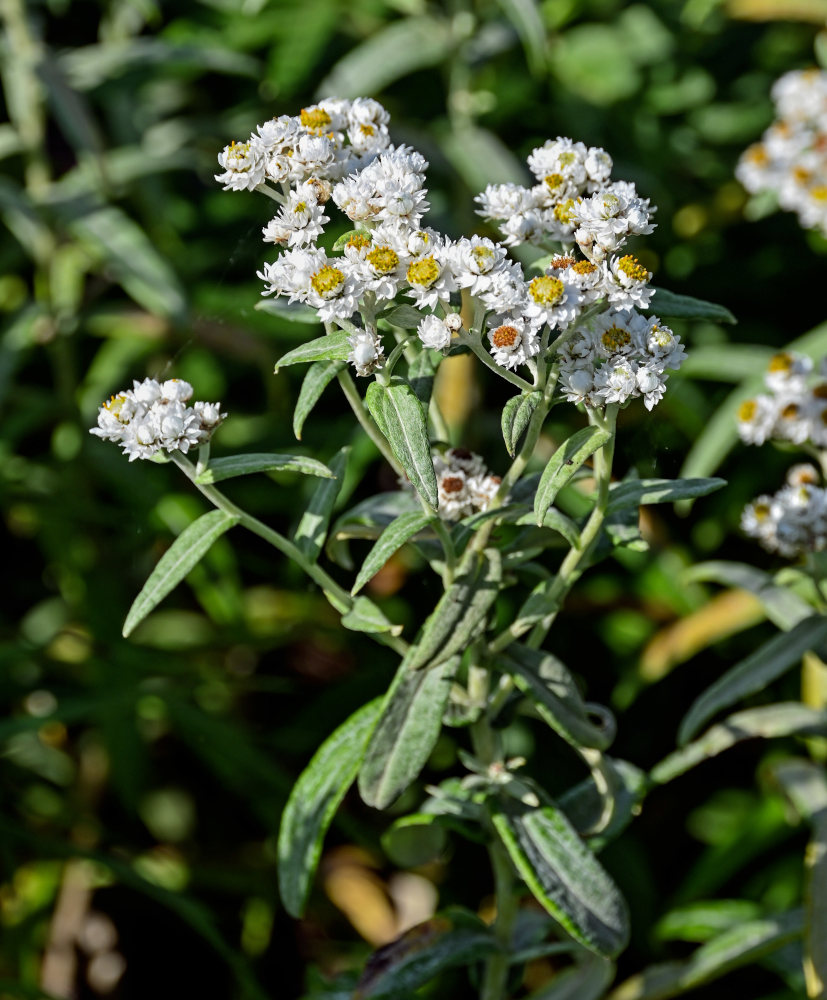 Image of Anaphalis margaritacea specimen.