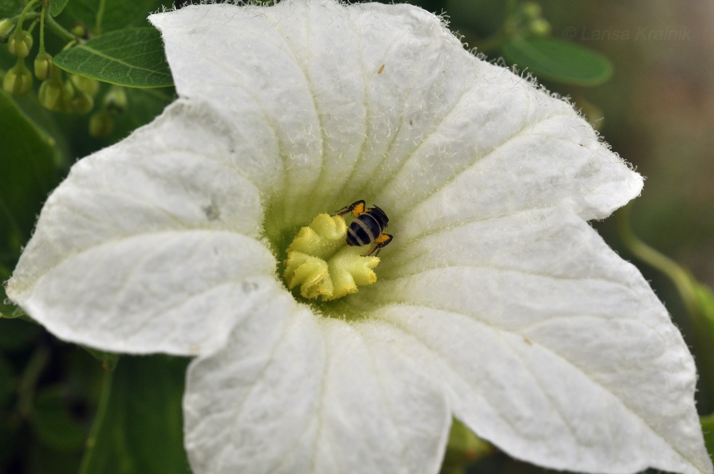 Изображение особи Coccinia grandis.