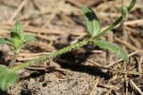 Cerastium semidecandrum