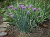 Allium schoenoprasum. Цветущее растение. Пермский край, Кунгурский муниципальный округ, с. Моховое, клумба. 23.06.2023.