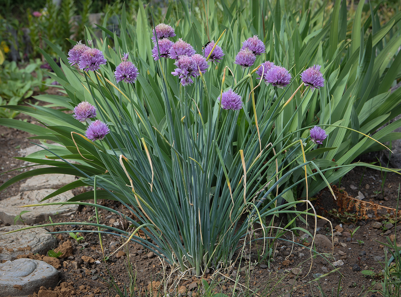 Image of Allium schoenoprasum specimen.