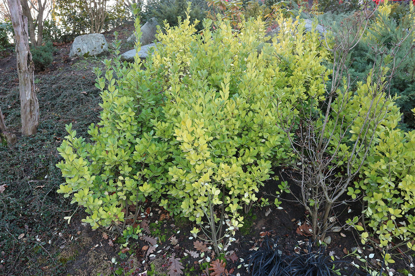 Изображение особи Euonymus japonicus.