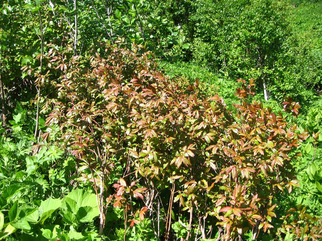 Image of Vaccinium arctostaphylos specimen.