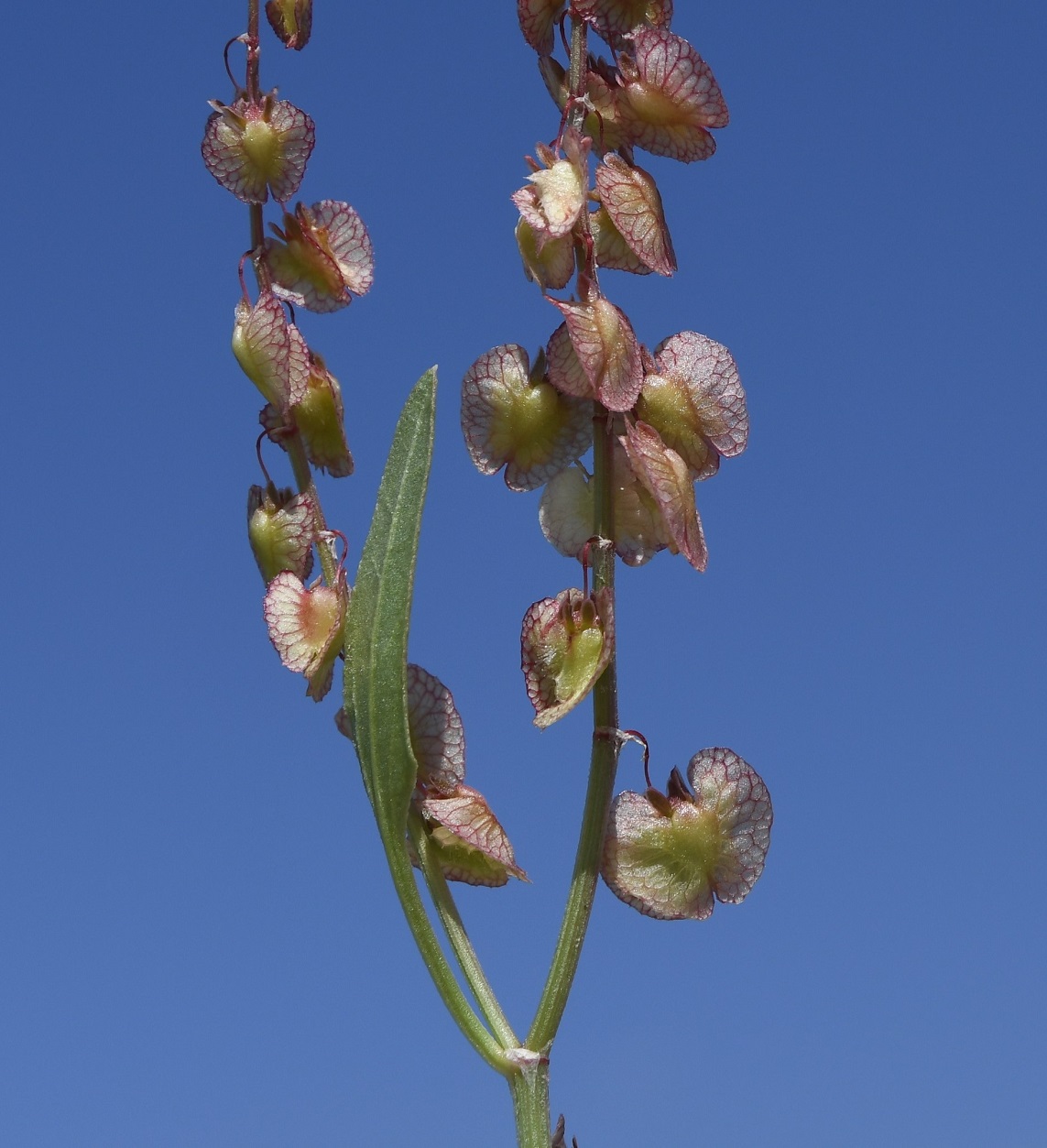 Image of Rumex cyprius specimen.