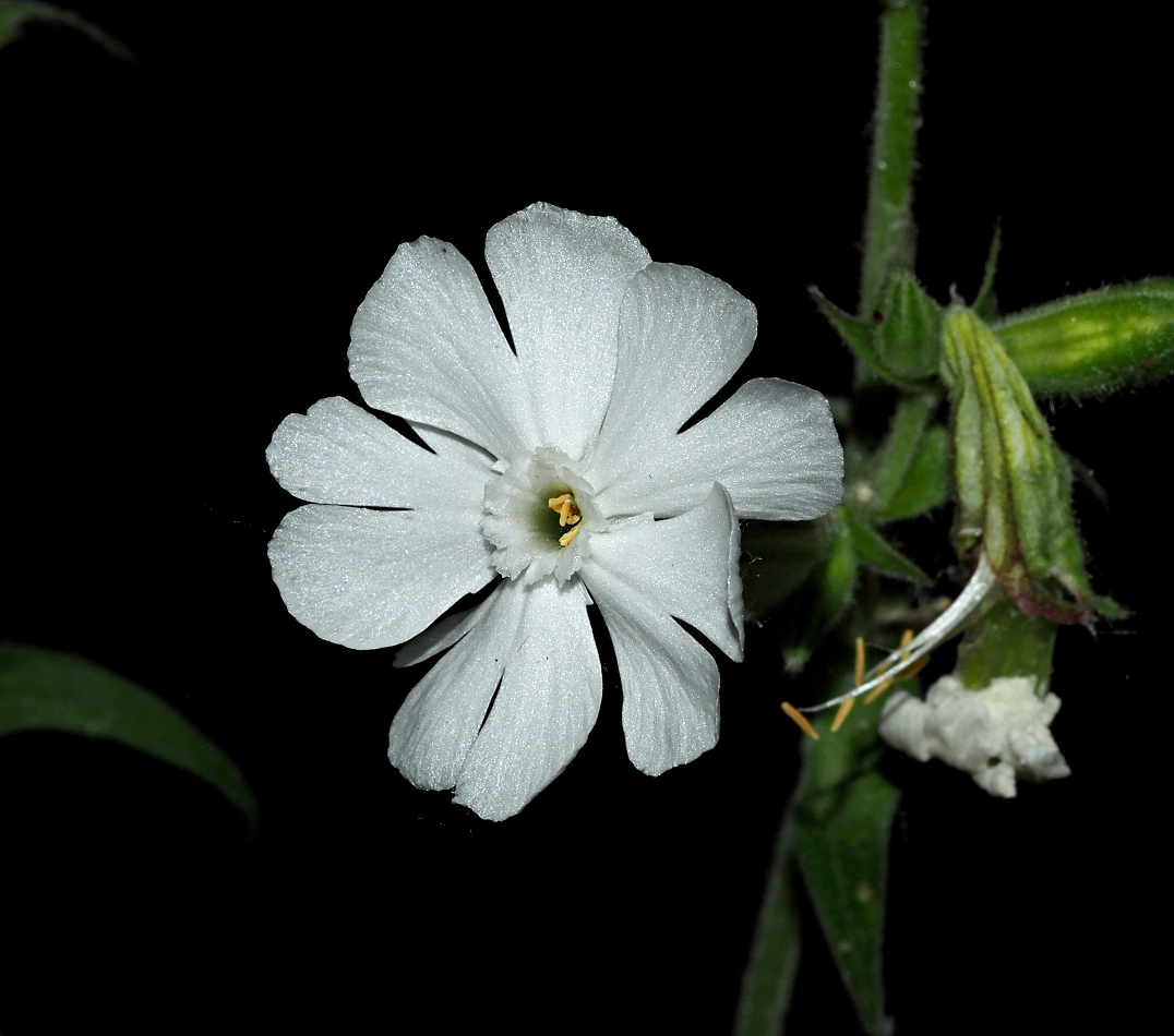 Image of Melandrium album specimen.