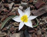 Tulipa biflora. Цветущее растение с повреждёнными долями околоцветника. Крым, окр. Феодосии, Лисья бухта, пустынно-степная терраса. 20 марта 2024 г.