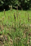 Plantago lanceolata. Цветущие и плодоносящие побеги. Беларусь, Витебская обл., пос. Езерище, частная усадьба, на засыпанной перегнивающими опилками заброшенной песочнице. 04.08.2023.