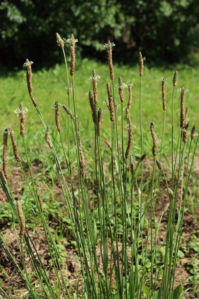 Изображение особи Plantago lanceolata.