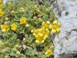 Potentilla cinerea