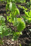 Corylus colurna