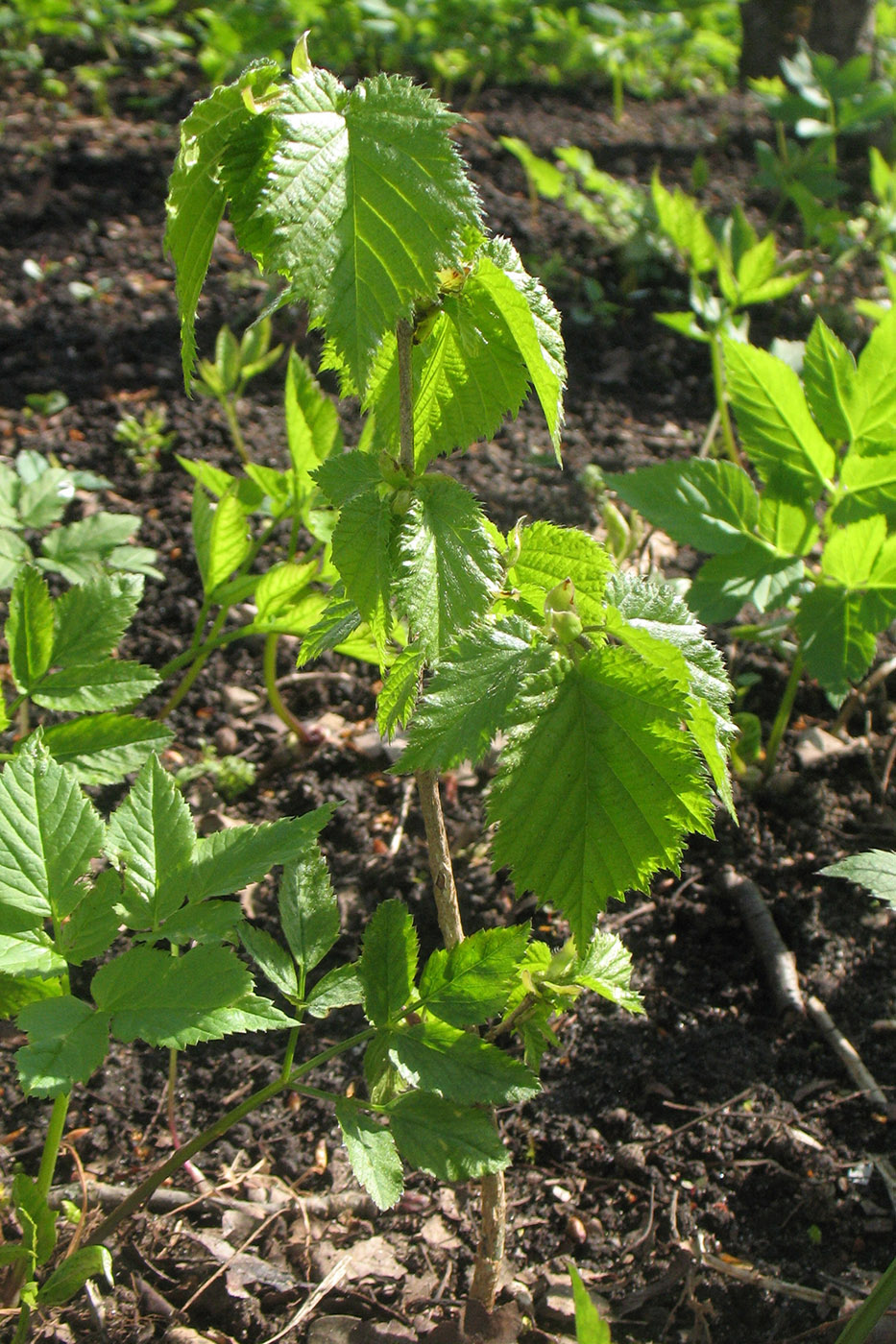 Изображение особи Corylus colurna.