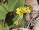 Primula veris