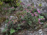 Daphne woronowii