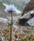 Trollius lilacinus