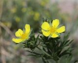 Potentilla argentea