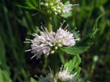 Mentha arvensis