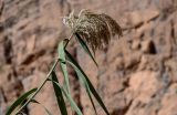 Phragmites australis. Верхушка побега с соплодием. Марокко, обл. Драа - Тафилалет, окр. г. Тингир, ущелье Тодра, берег реки, у подножия скалы. 02.01.2023.