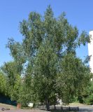 Image of taxon representative. Author is Сергей Наумов