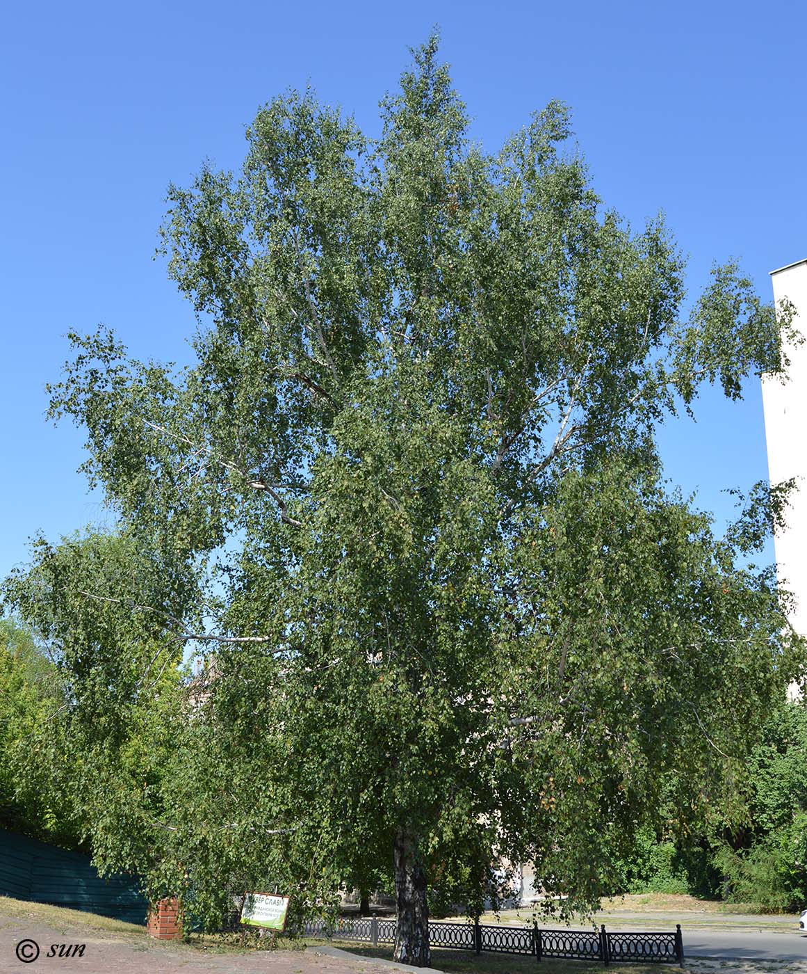 Image of Betula pendula specimen.