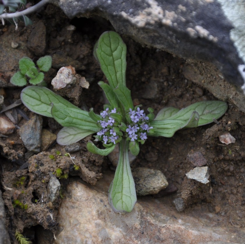 Изображение особи род Valerianella.