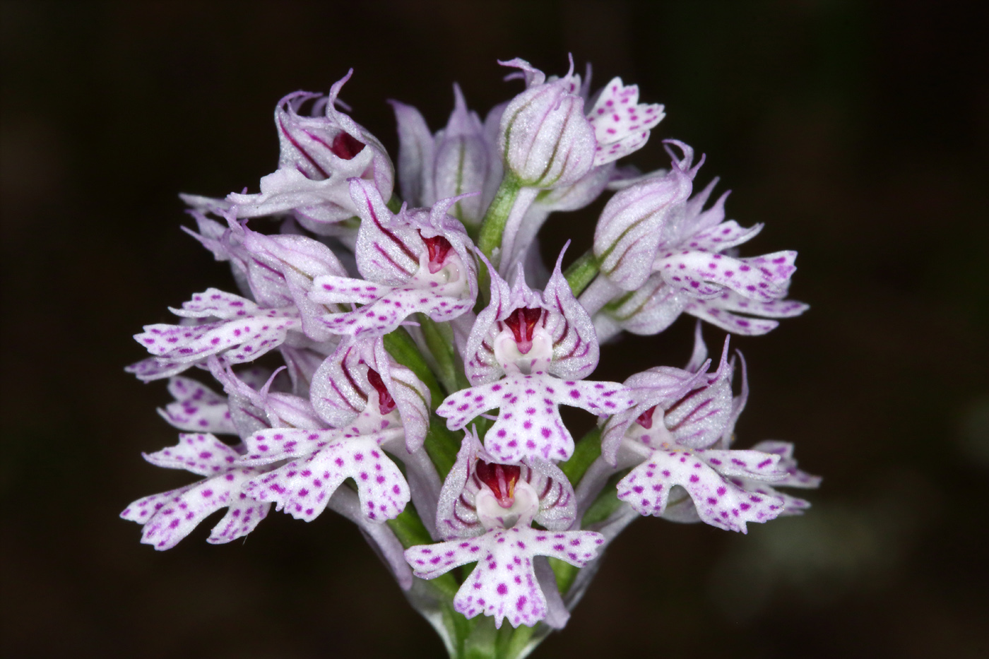 Изображение особи Neotinea tridentata.