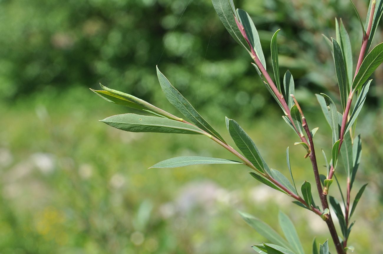Изображение особи Salix elbursensis.