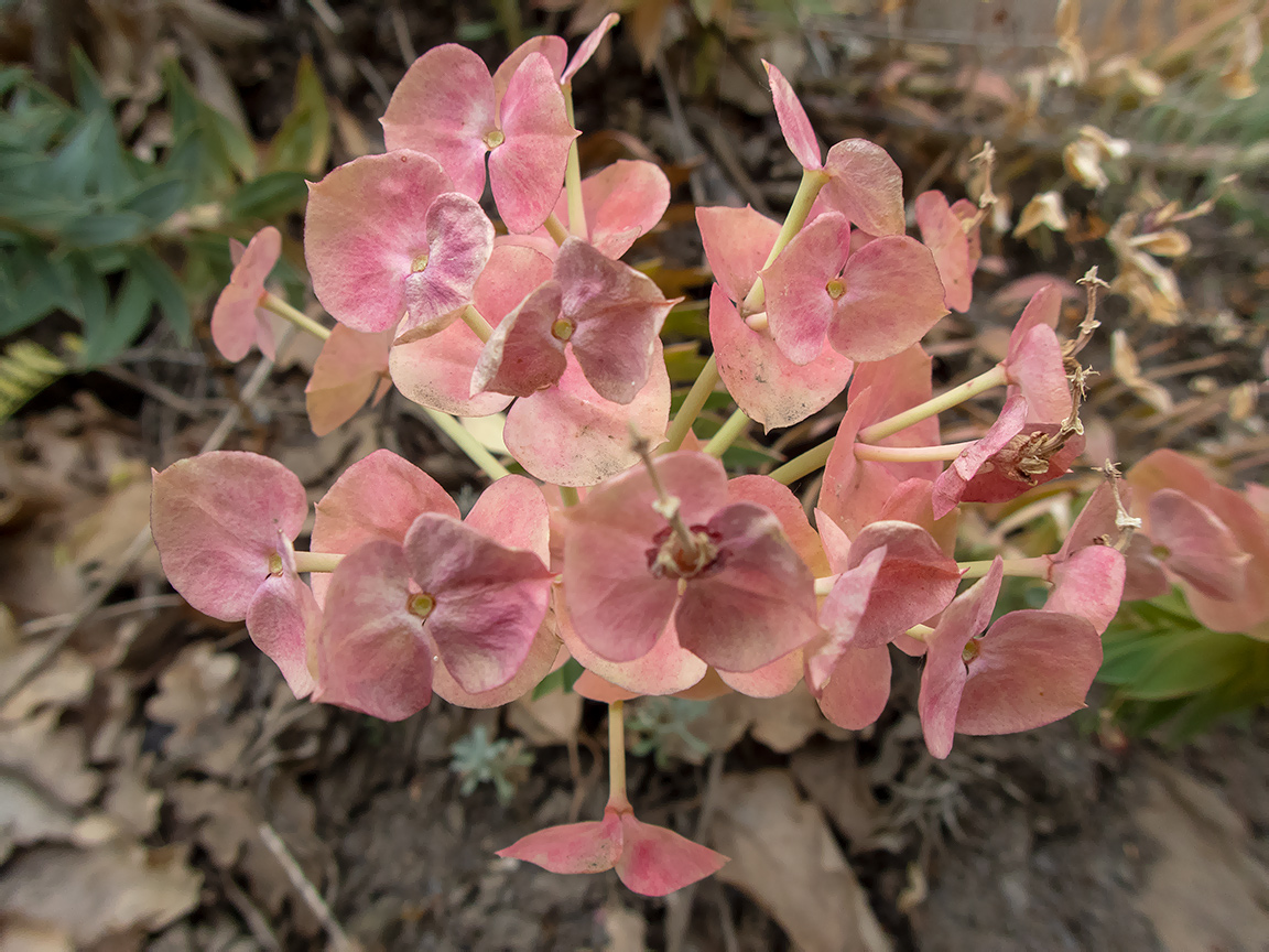 Изображение особи Euphorbia rigida.