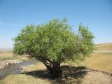 Salix niedzwieckii. Плодоносящее растение. Казахстан, Западный Тянь-Шань, Киргизский хр., ущ. Кара-Арча, ≈ 920 м н.у.м., дол. ручья в конусе выноса ущелья. 16 июня 2024 г.