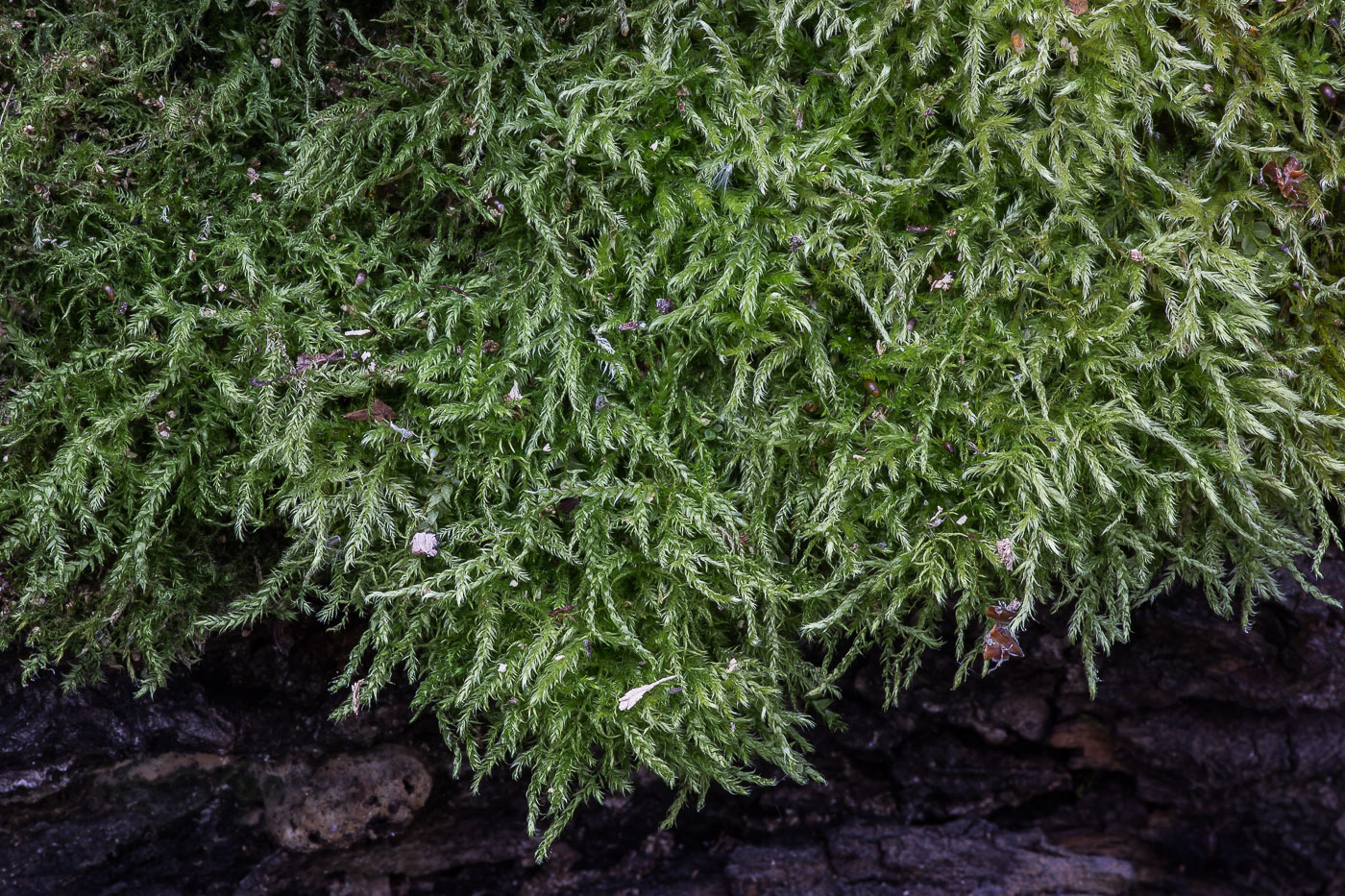 Image of familia Brachytheciaceae specimen.
