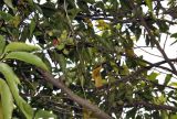 Michelia champaca