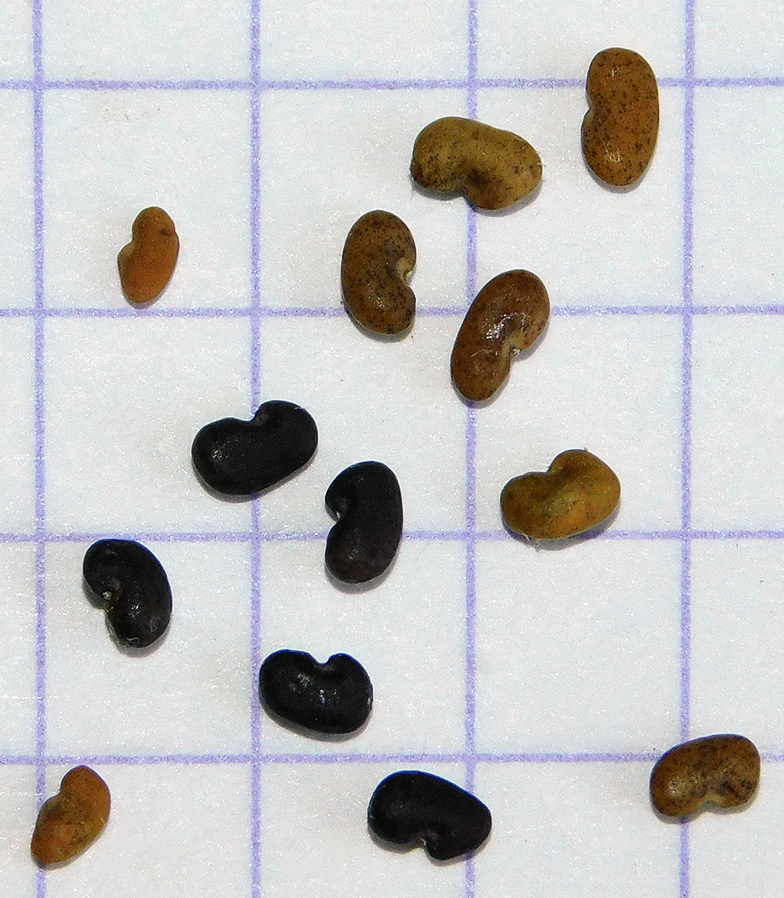 Image of Astragalus resupinatus specimen.
