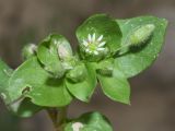 Stellaria media