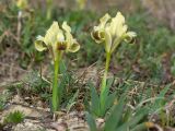 Iris pumila