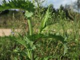 Sonchus asper