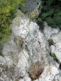 Poa versicolor