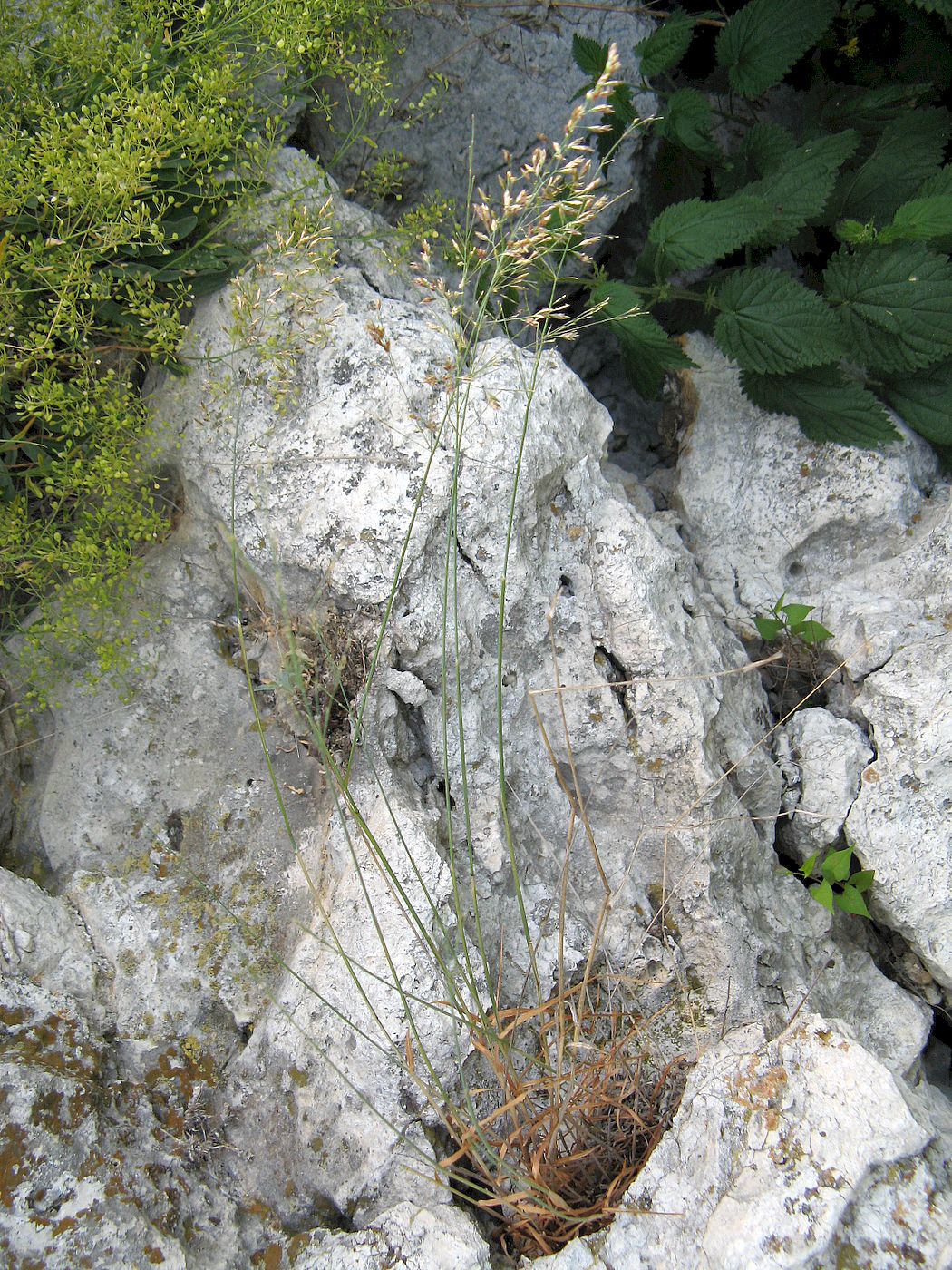 Image of Poa versicolor specimen.