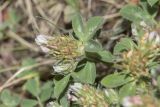 Trifolium scabrum